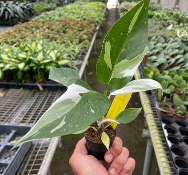 Philodendron 'White Princess'