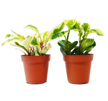 2 Peperomia Plants Variety Pack in 4" Pots - Baby Rubber Plants