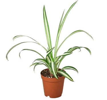 Spider Plant Reverse