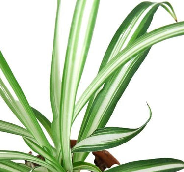 Spider Plant Reverse