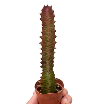 Succulent Euphorbia 'Trigona Rubra'