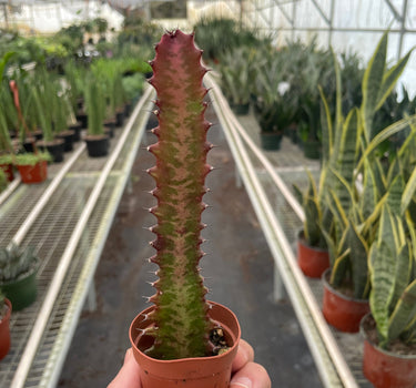 Succulent Euphorbia 'Trigona Rubra'