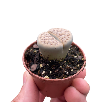 Lithop Living Stone