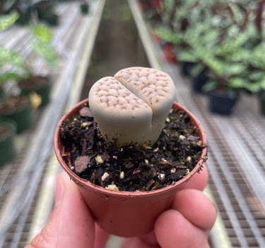 Lithop Living Stone