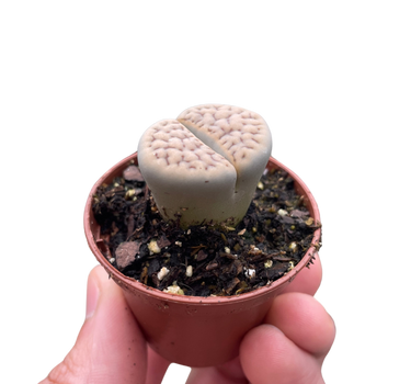 Lithop Living Stone