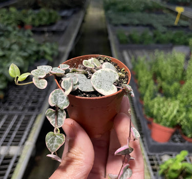 String of Hearts Variegated
