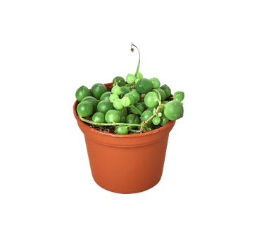 Succulent 'String of Pearls'