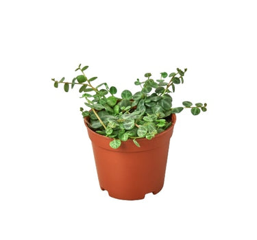 Peperomia Prostrata 'String of Turtles'