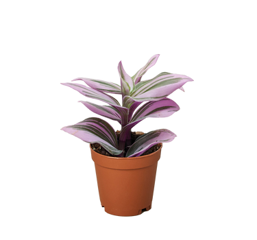 Tradescantia 'Nanouk'