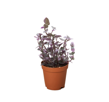 Tradescantia Callisia 'Pink Panther'
