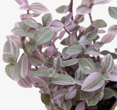 Tradescantia Callisia 'Pink Panther'