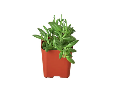 Succulent 'String of Bananas'