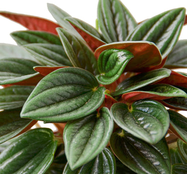 Peperomia Rosso