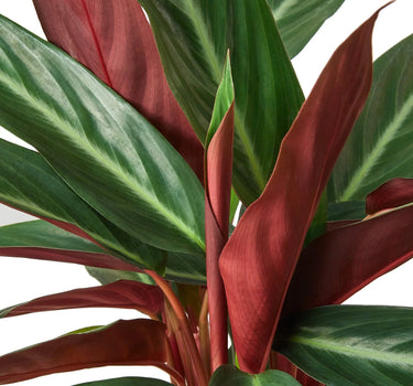 Stromanthe Sanguinea