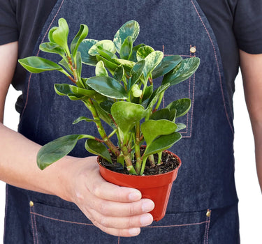 Peperomia 'Marble'