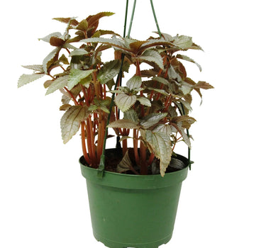 Pilea Ellen - In 6" Pot