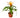 Guzmania Bromeliad 'Orange'