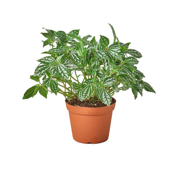 Pilea 'Aluminum'