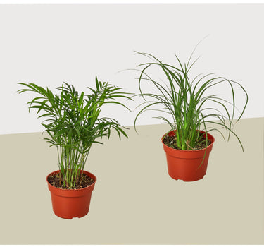 2 Palm Variety Pack / 4" Pots / Live Plant / House Plant