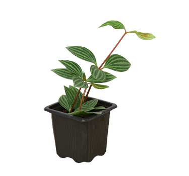 Peperomia 'Parallel'