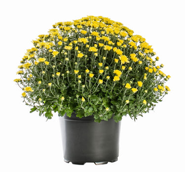 Yellow Chrysanthemum