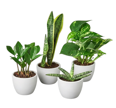 Easy Care Variety Bundle