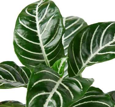 Zebra 'Aphelandra'
