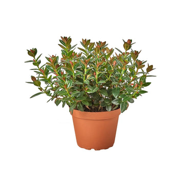 Nematanthus Black Goldfish Plant