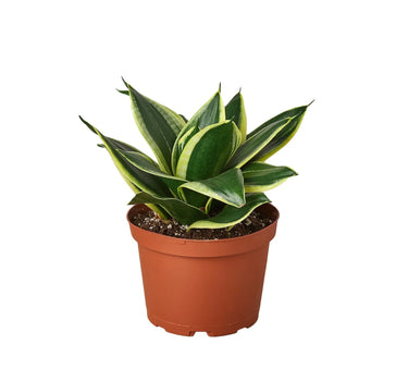 Snake Plant Black Gold