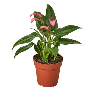 Anthurium 'Purple'
