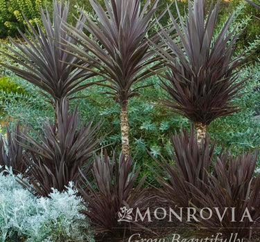Bauer's Cordyline