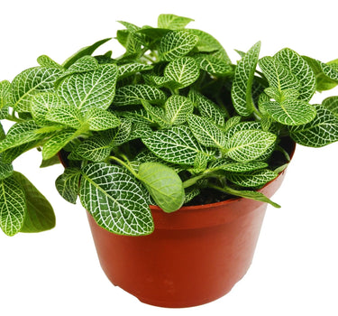 Fittonia 'White Nerve Plant'