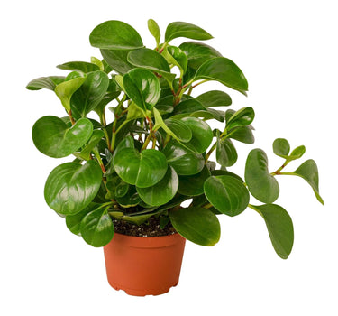 Peperomia Thailand