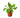 Bird's Nest 'Nidus' Fern