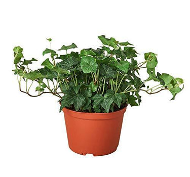 English Ivy Green California
