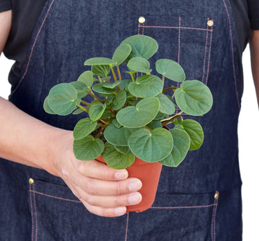 Peperomia 'Rana Verde'