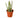 Senecio Stapeliiformis Pickle Plant