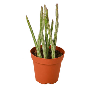 Senecio Stapeliiformis Pickle Plant