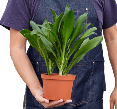 Cordyline Glauca