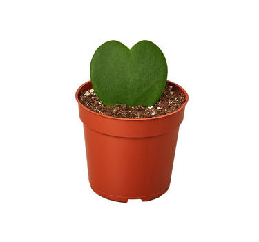 Hoya Sweetheart