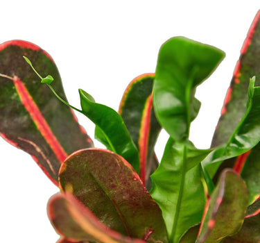 Croton 'Mammy'