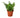 Jester's Crown Fern