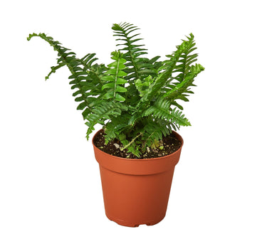Jester's Crown Fern - 4" - NURSERY POT ONLY