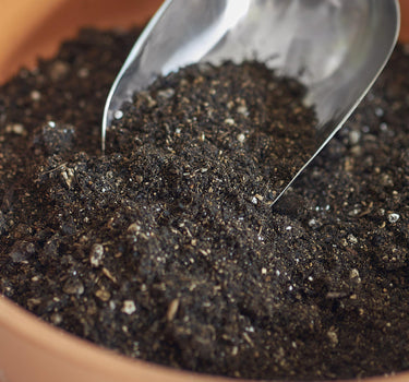 Compressed Coconut Coir - Potting Soil