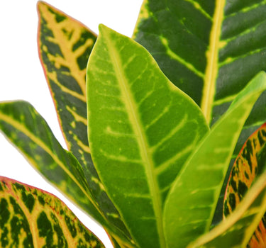 Croton Petra 'Joseph's Coat'