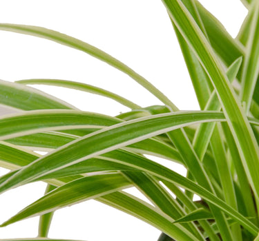 Spider Plant Reverse