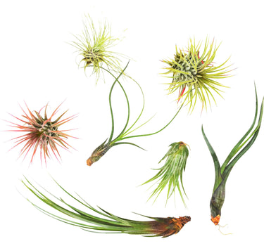 7 Air Plant Variety Pack - Tillandsias
