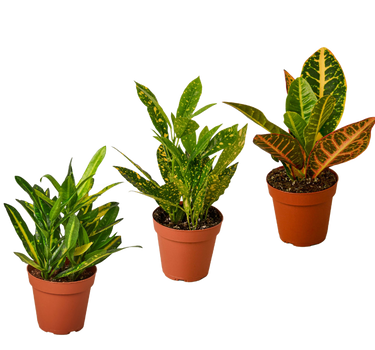 3 Croton Variety Pack / 4" Pot / Live Plant / House Plant