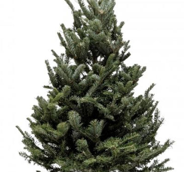 3'-4' Fraser Fir Christmas Tree with Stand