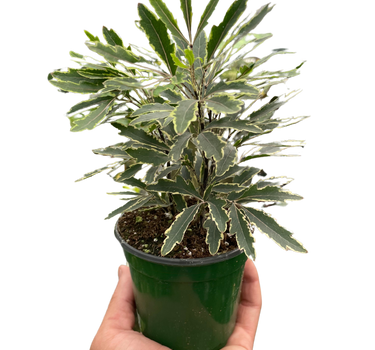 Aralia 'Bianca'